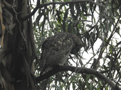 Bubo virginianus