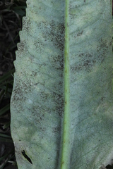 Podosphaera dipsacacearum