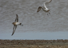 Charadrius leschenaultii