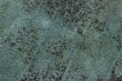 Podosphaera dipsacacearum