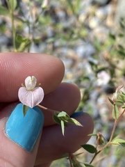 Acmispon parviflorus