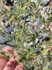 Acmispon parviflorus