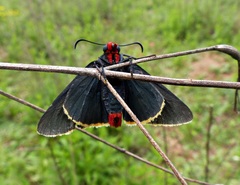 Pyrrhopyge pelota