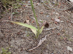 Platanthera ephemerantha