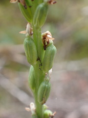 Platanthera ephemerantha