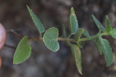 Teedia pubescens