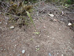 Platanthera ephemerantha