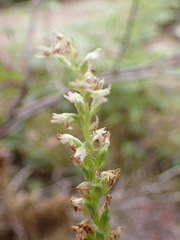 Platanthera ephemerantha