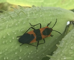 Oncopeltus fasciatus