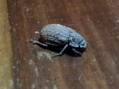 Trogidae