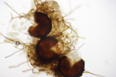 Podosphaera dipsacacearum