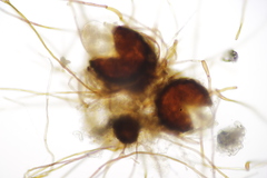 Podosphaera dipsacacearum