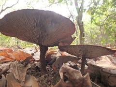 Stiptophyllum erubescens