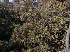 Comarostaphylis polifolia