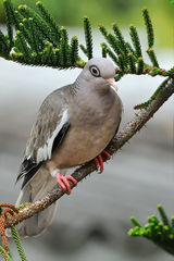 Patagioenas corensis