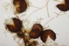 Podosphaera dipsacacearum