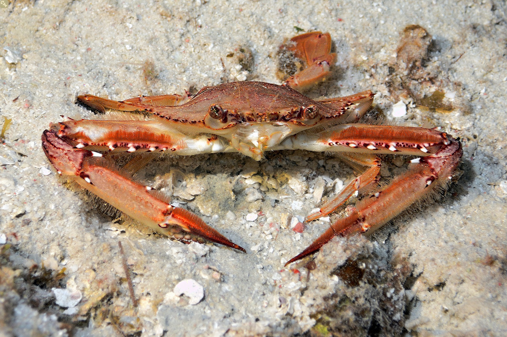 Achelouinae