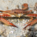 Ocellate Swimming Crab - Photo (c) Bernd Dietrich, some rights reserved (CC BY-NC), uploaded by Bernd Dietrich