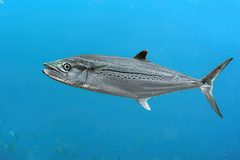 Scomberomorus regalis