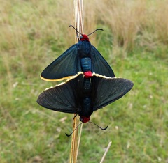 Pyrrhopyge pelota