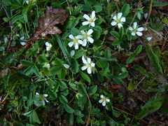 Potentilla montana