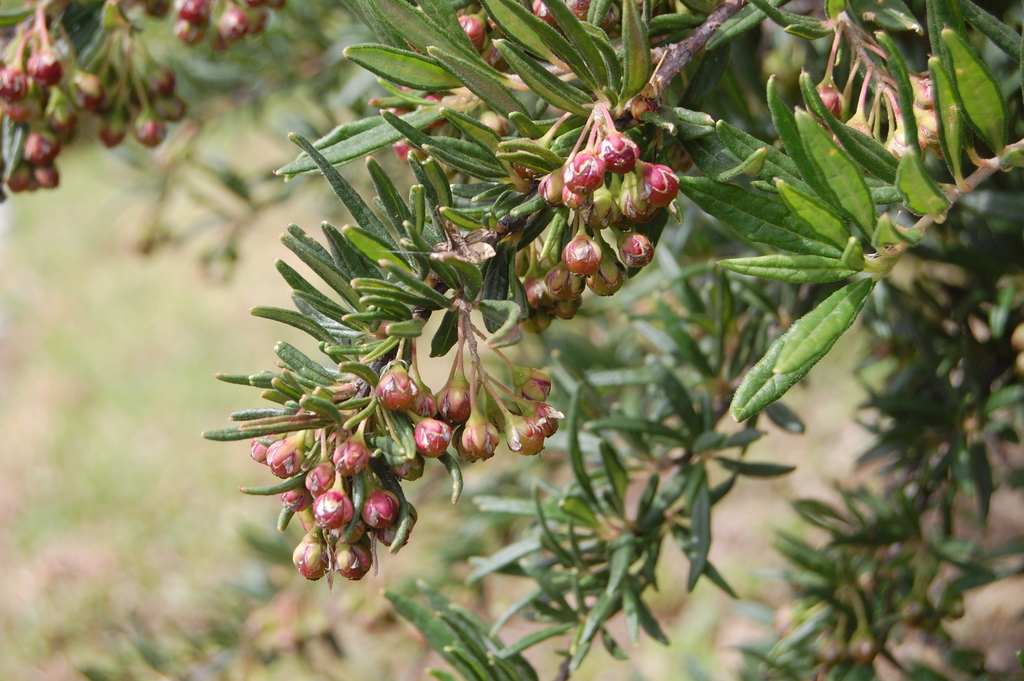 Stegnosperma sanchezii