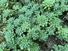 Sedum glaucophyllum