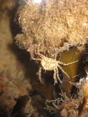 Halicarcinus