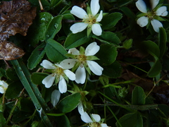Potentilla montana