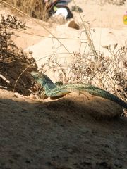 Podarcis pityusensis formenterae