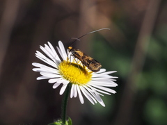 Nemophora pfeifferella