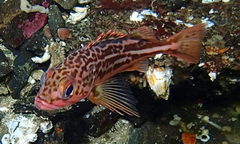 Greenstriped Rockfish photo 3