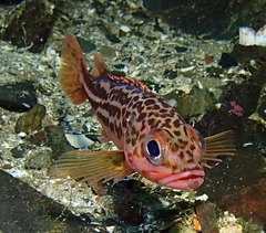 Greenstriped Rockfish photo 2
