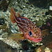 Greenstriped Rockfish - Photo (c) Sara Thiebaud, some rights reserved (CC BY-NC), uploaded by Sara Thiebaud