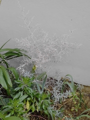 Angiospermae