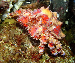 Echidnocerus cibarius