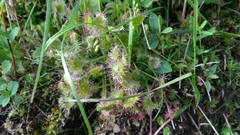 Drosera rotundifolia image