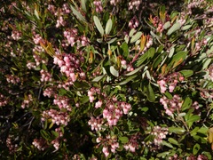 Comarostaphylis polifolia