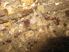 Eatoniella