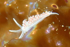 Coryphellidae