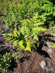 Pteridium latiusculum japonicum