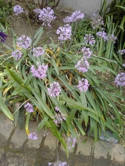 Tulbaghia violacea
