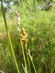 Carex longii