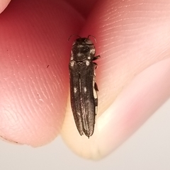 Agrilus pseudofallax