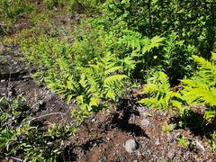 Pteridium latiusculum japonicum