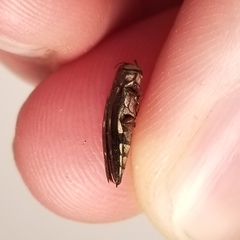 Agrilus pseudofallax