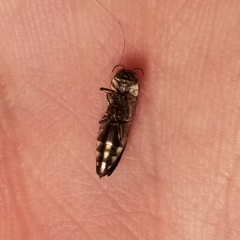 Agrilus pseudofallax