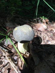 Boletellus chrysenteroides