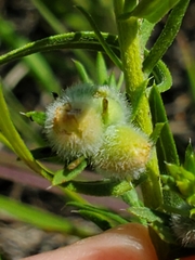 Rhopalomyia gemmaria