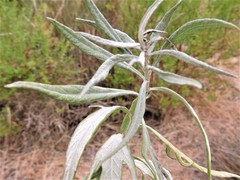 Artemisia douglasiana